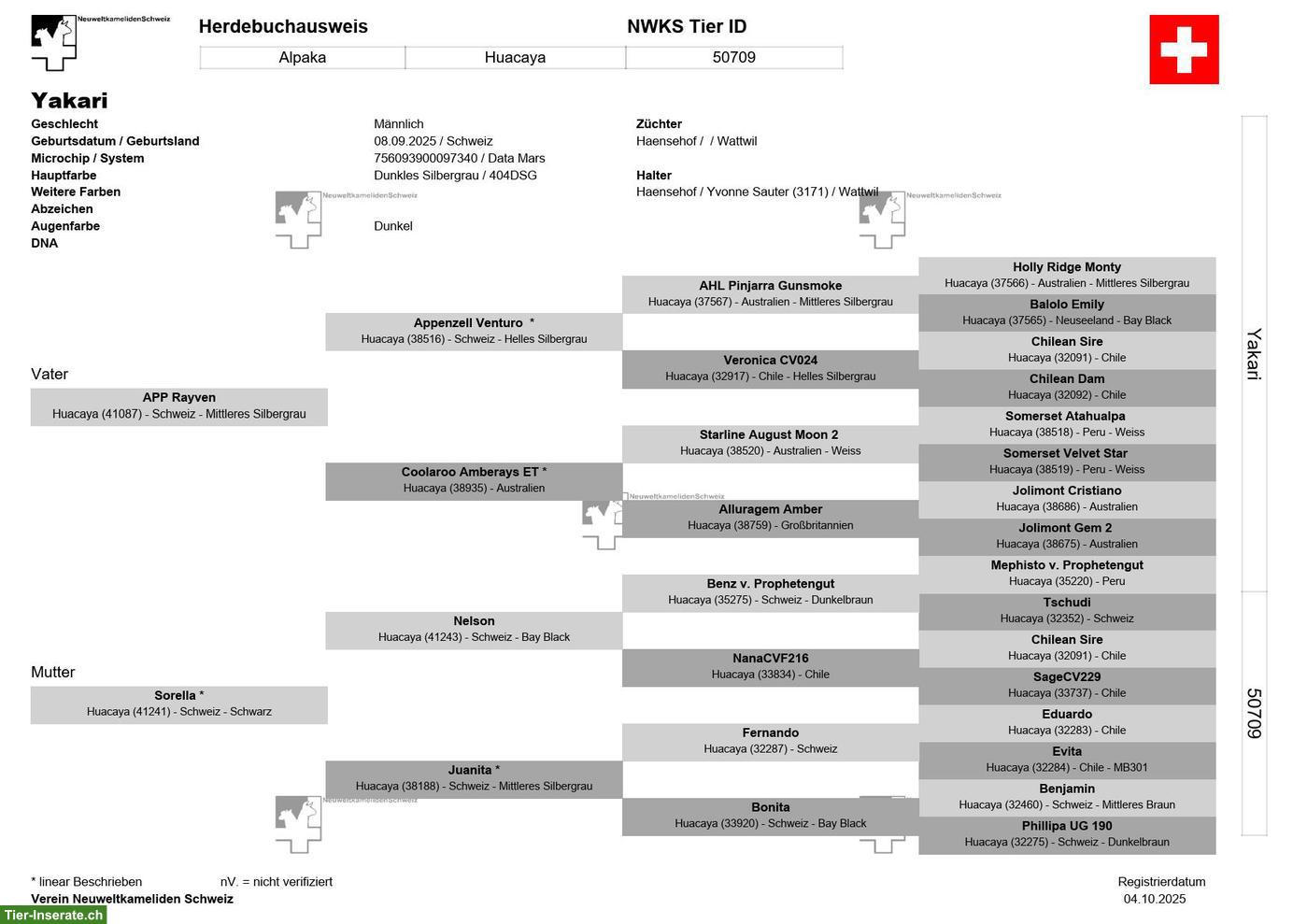 Bild 6: Huacaya-Alpaka Junghengst „Yakari“, dunkelsilbergrau