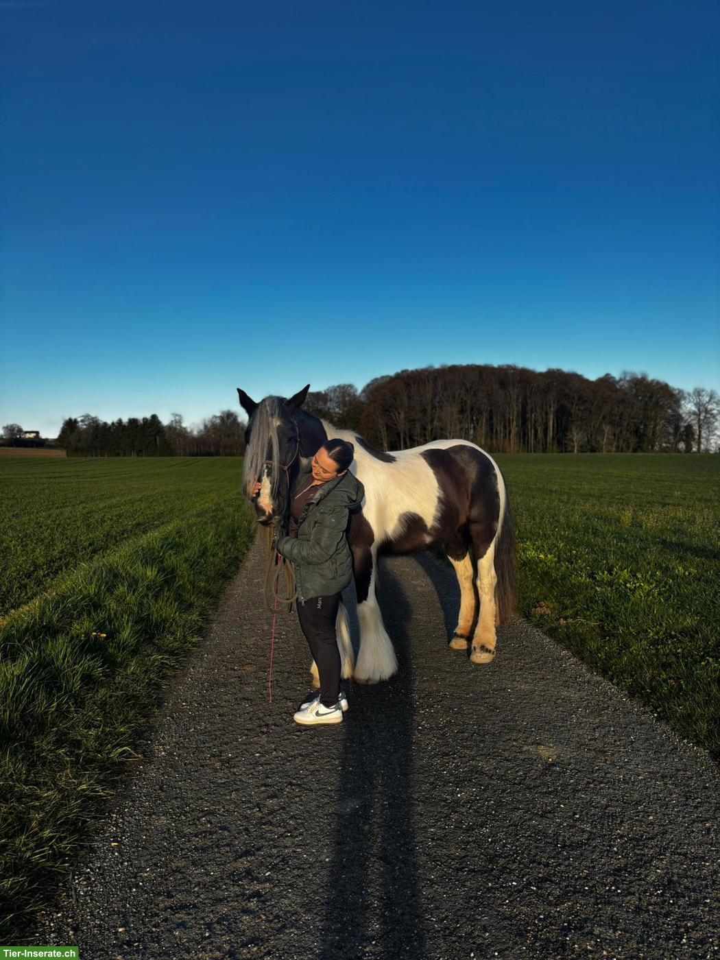 Suche nach einem Pferd/Pony zur Verfügung