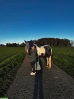 Suche nach einem Pferd/Pony zur Verfügung