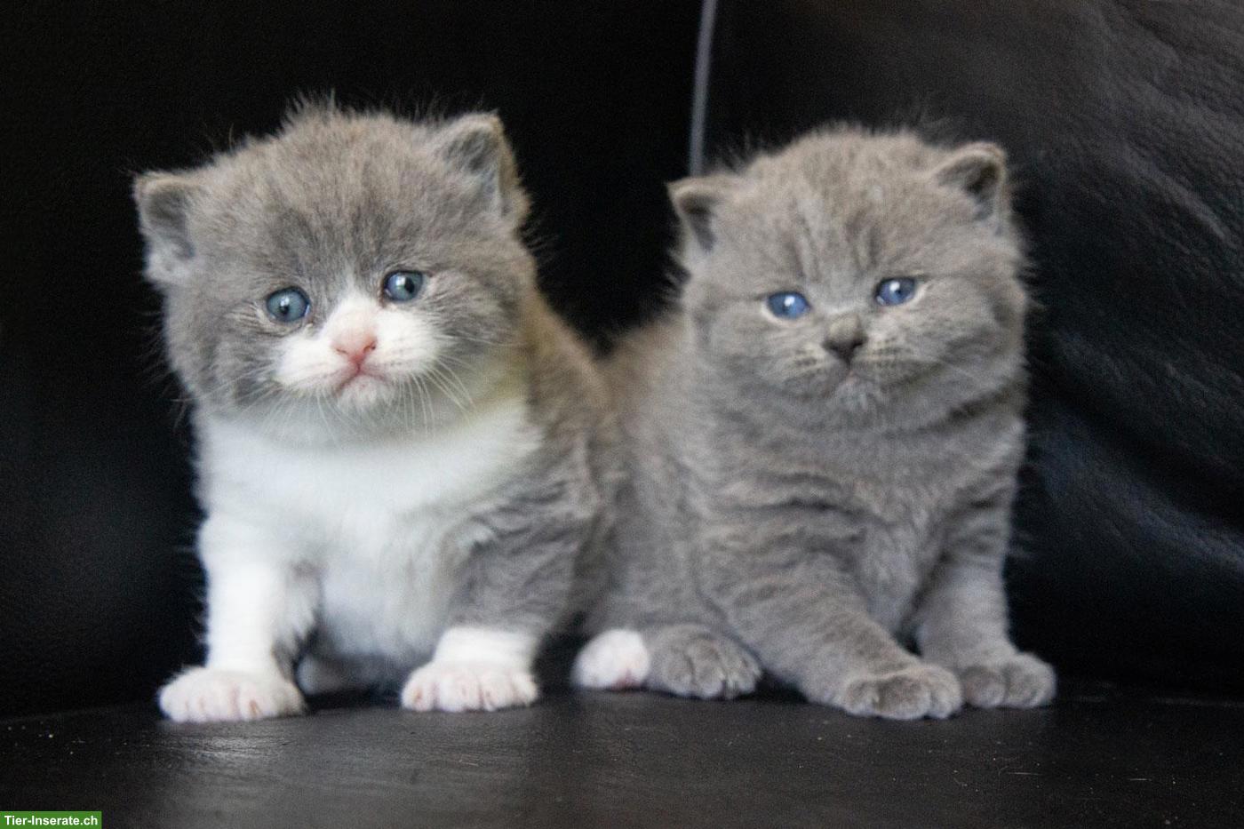 Reinrassige BKH Kitten mit Stammbaum