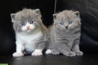 Reinrassige BKH Kitten mit Stammbaum