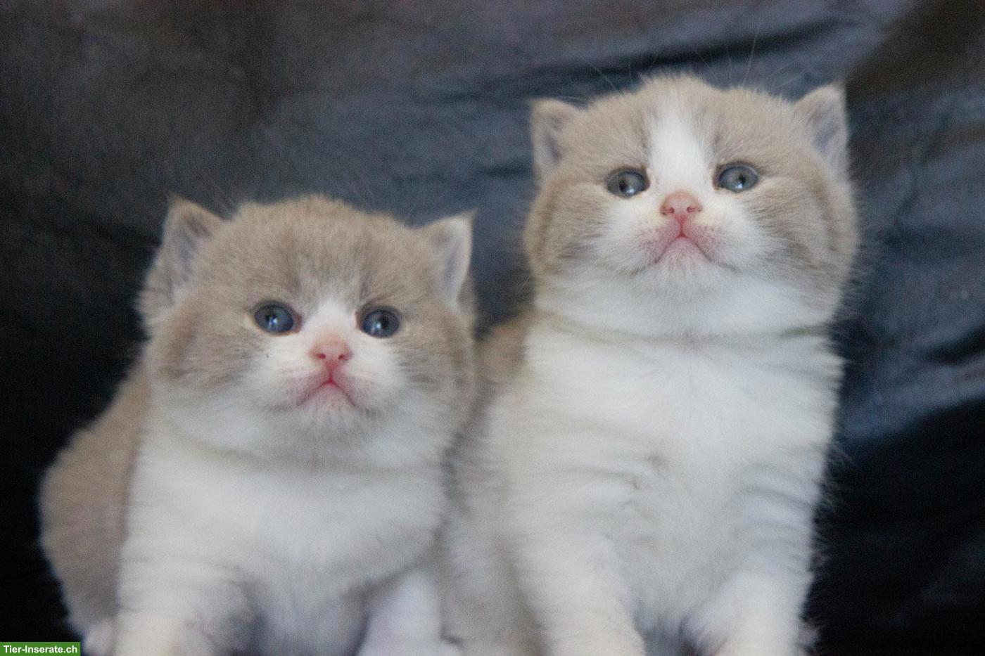 Bild 2: Reinrassige BKH Kitten mit Stammbaum