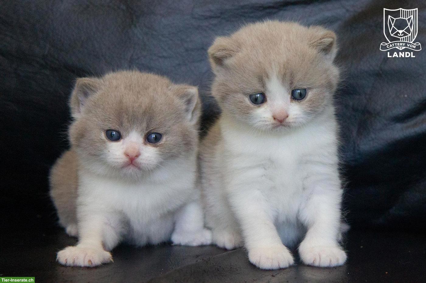 Bild 3: Reinrassige BKH Kitten mit Stammbaum