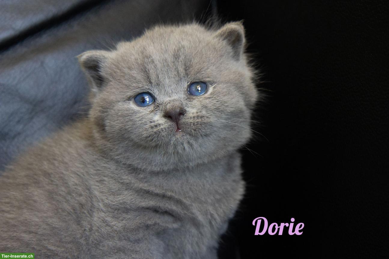 Bild 4: Reinrassige BKH Kitten mit Stammbaum