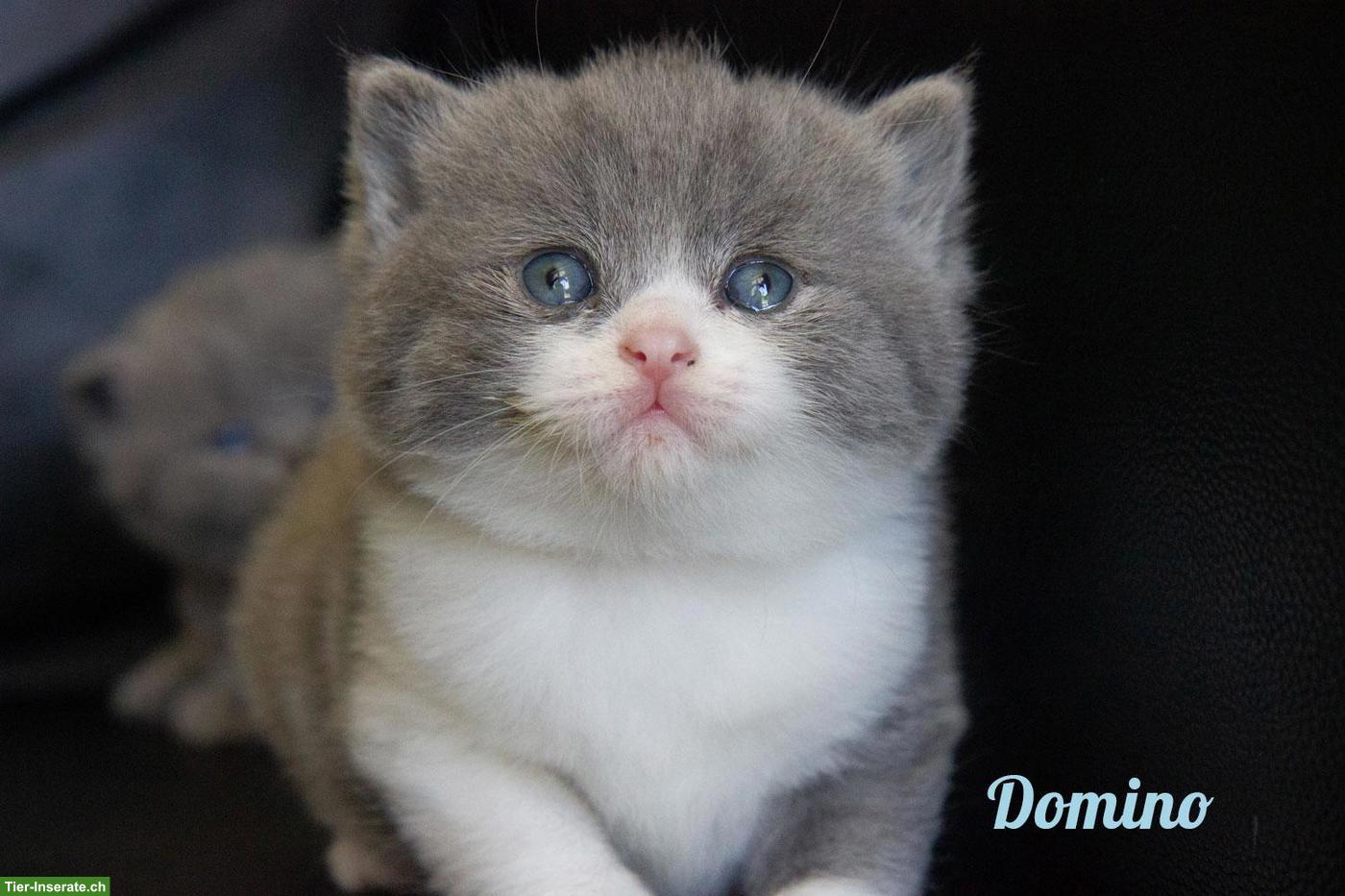 Bild 5: Reinrassige BKH Kitten mit Stammbaum