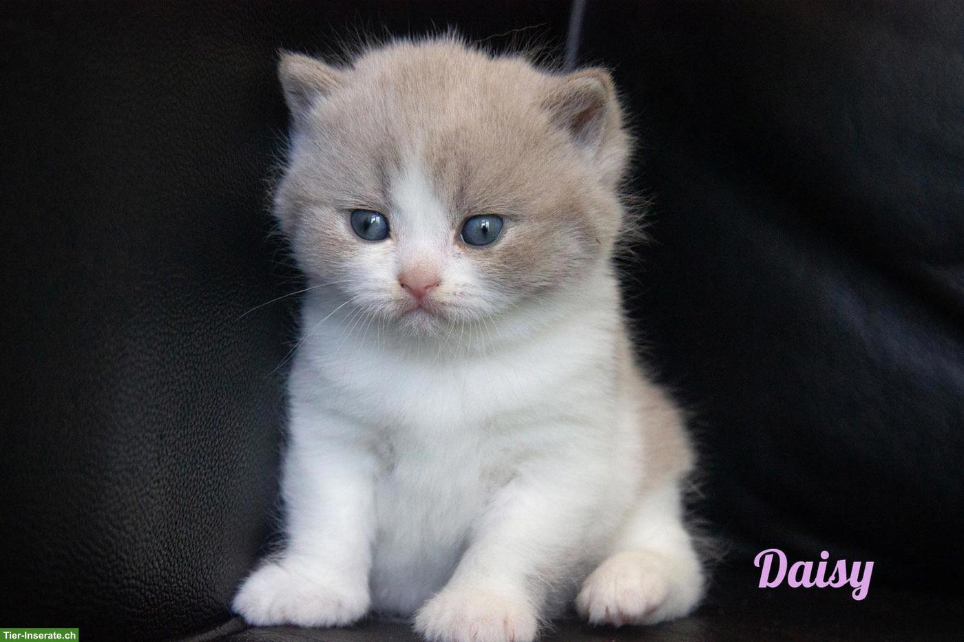 Bild 6: Reinrassige BKH Kitten mit Stammbaum