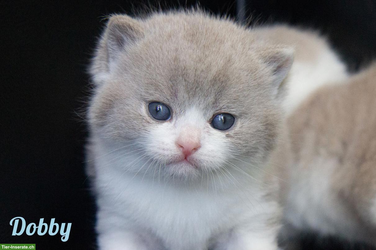 Bild 7: Reinrassige BKH Kitten mit Stammbaum