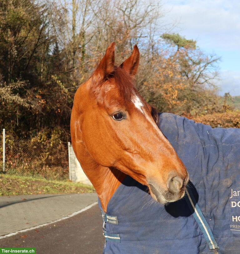 Reitbeteiligung für Freiberger in Lausen BL