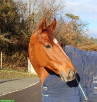 Reitbeteiligung für Freiberger in Lausen BL