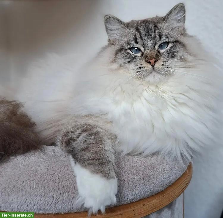 Ragdoll Kater, Seal Point Lynx Mitted