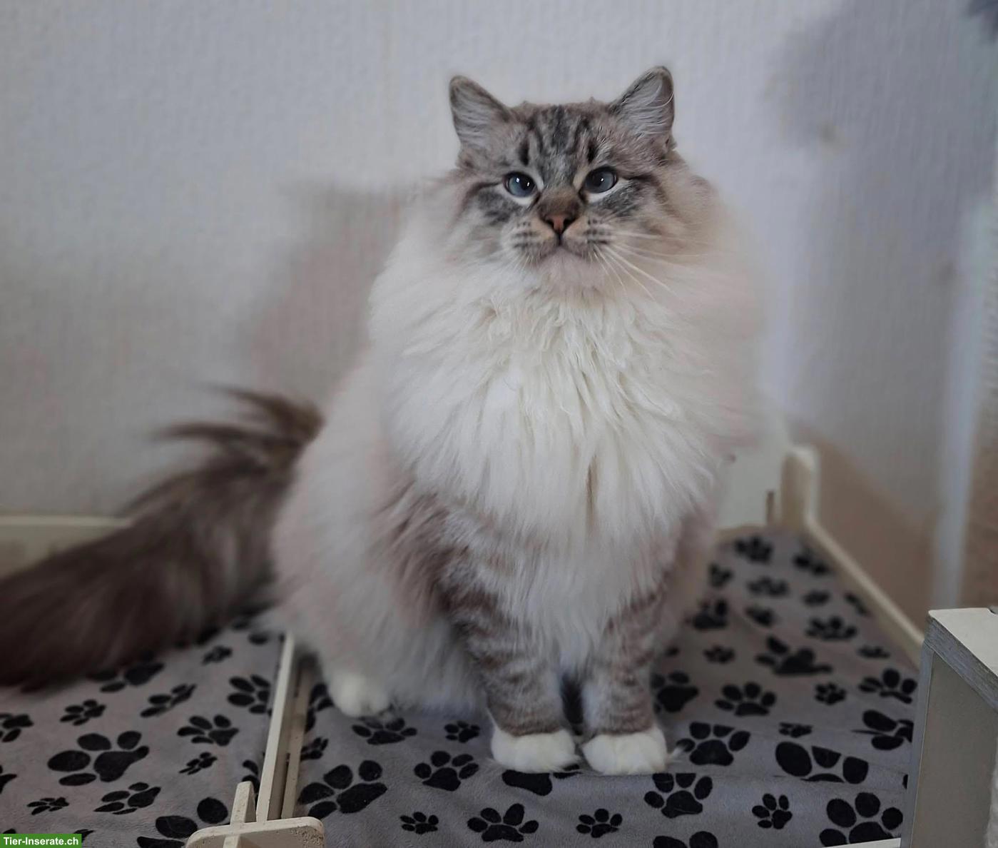 Bild 2: Ragdoll Kater, Seal Point Lynx Mitted