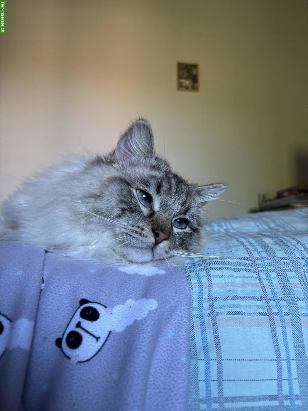 Bild 3: Ragdoll Kater, Seal Point Lynx Mitted