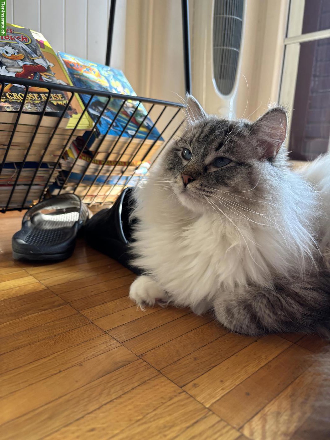 Bild 4: Ragdoll Kater, Seal Point Lynx Mitted