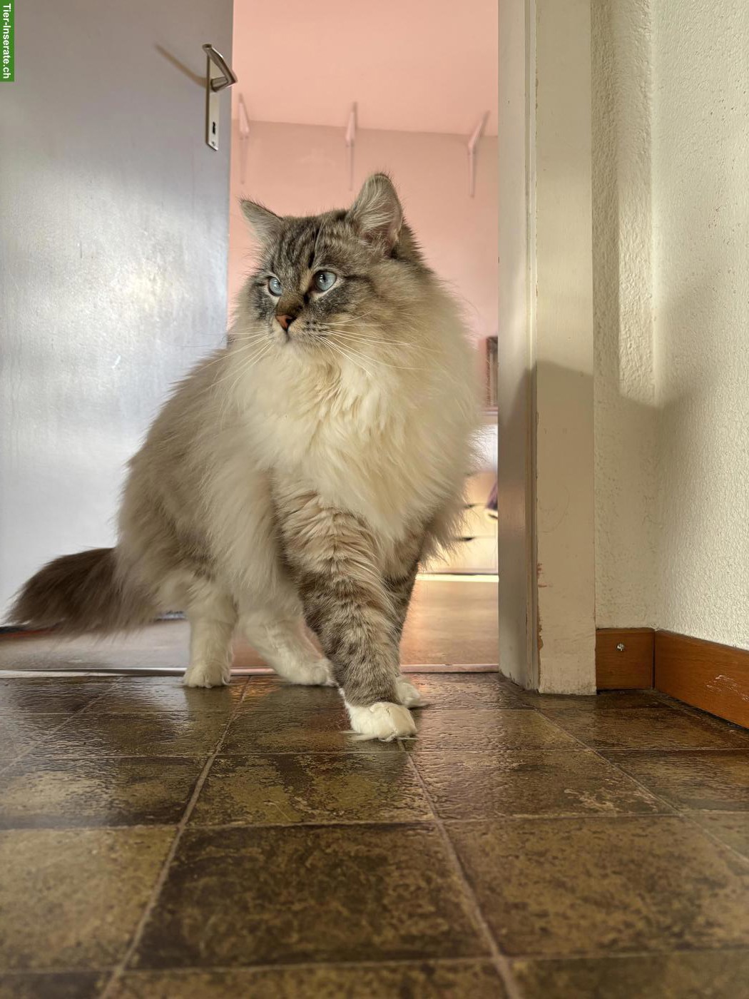 Bild 5: Ragdoll Kater, Seal Point Lynx Mitted