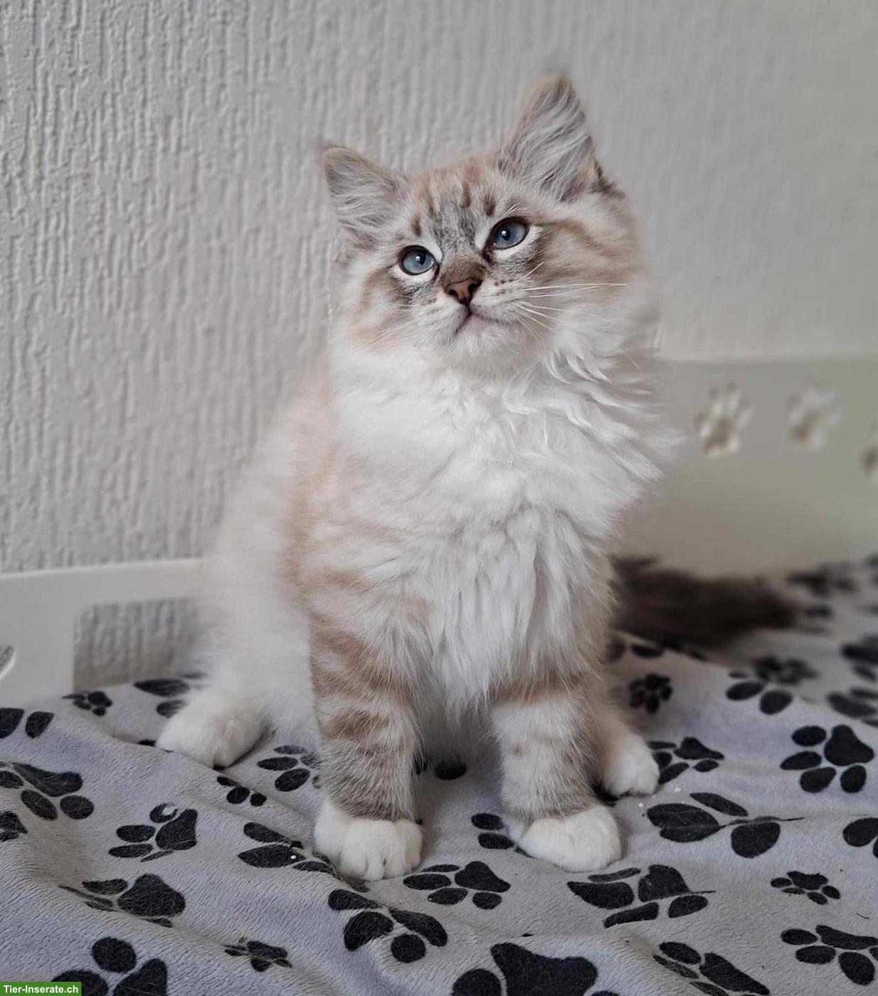 Bild 6: Ragdoll Kater, Seal Point Lynx Mitted