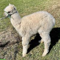 Huacaya-Alpaka Junghengst "Akai", beige