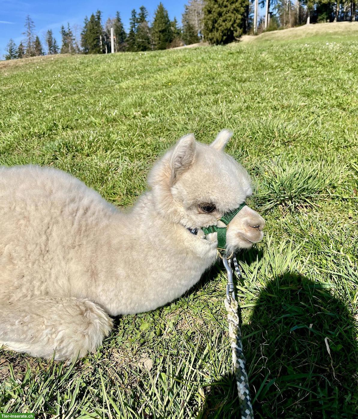 Bild 2: Huacaya-Alpaka Junghengst "Akai", beige