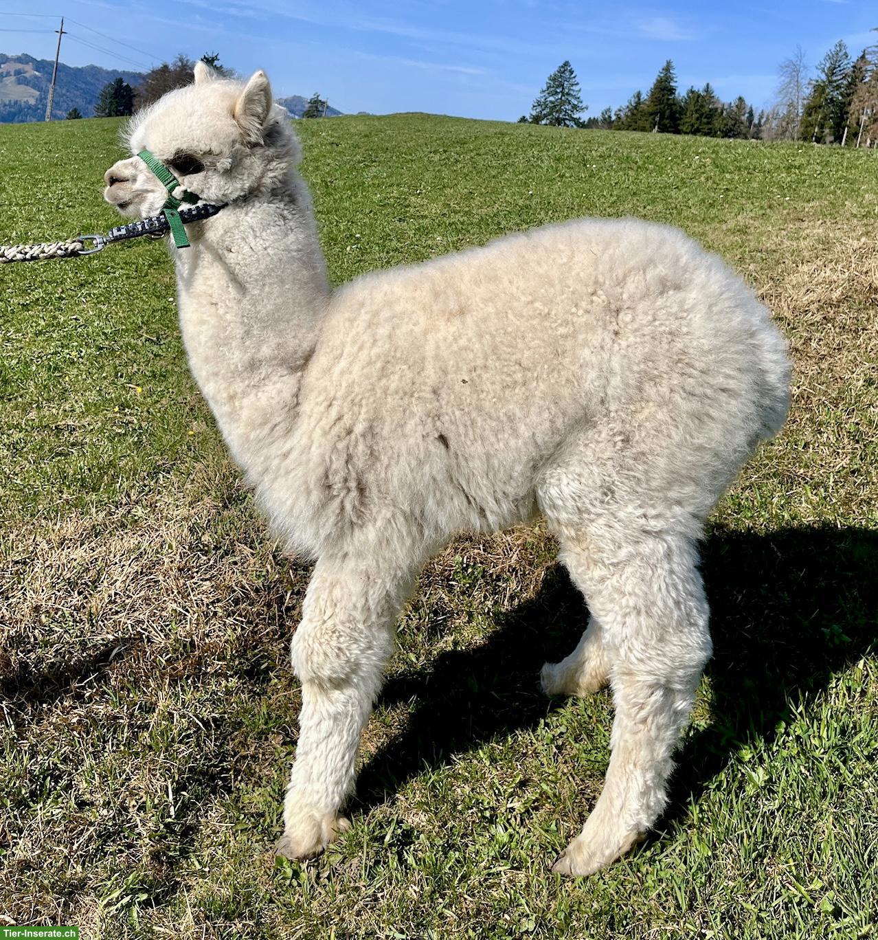 Bild 3: Huacaya-Alpaka Junghengst "Akai", beige