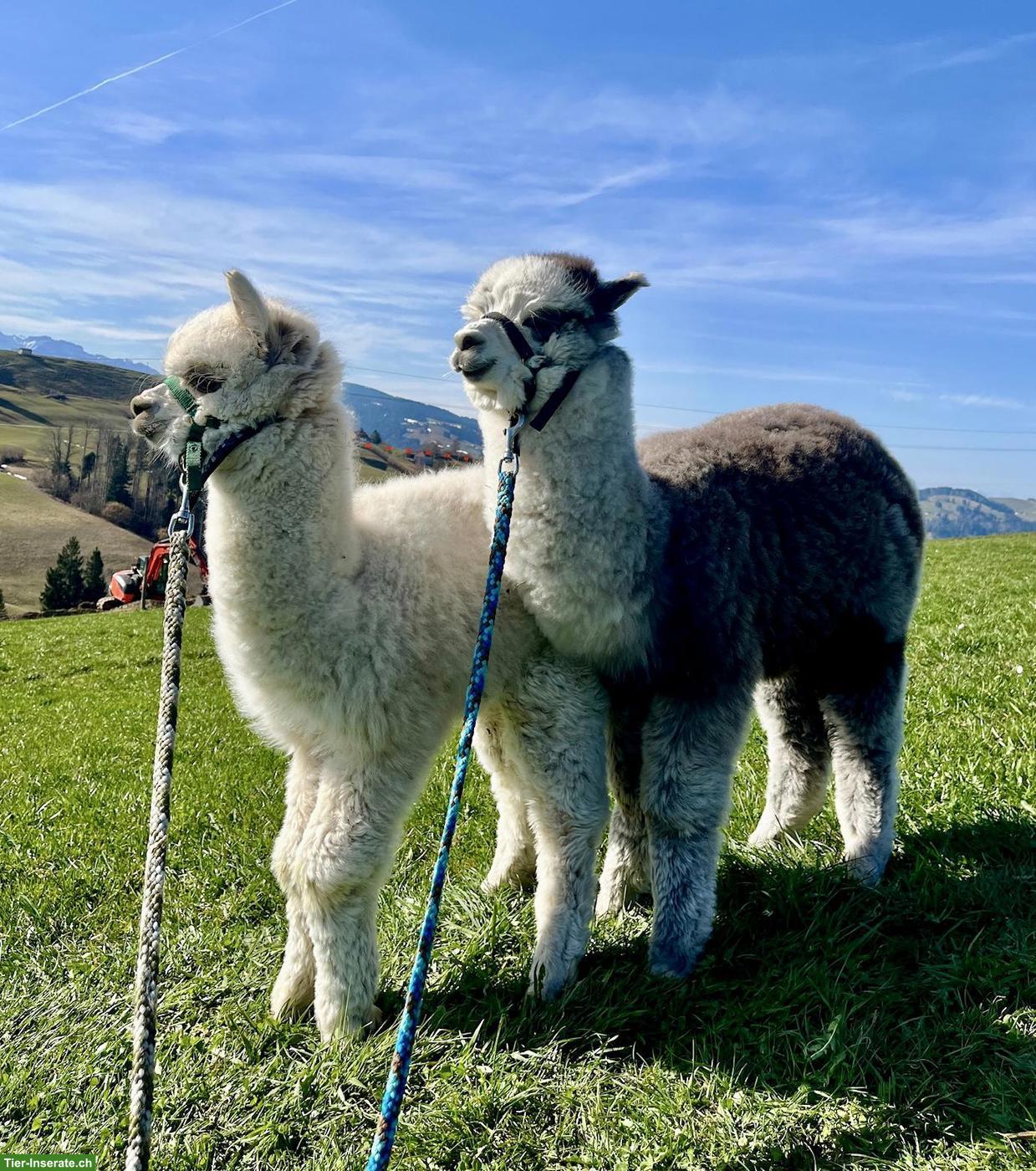 Bild 4: Huacaya-Alpaka Junghengst "Akai", beige