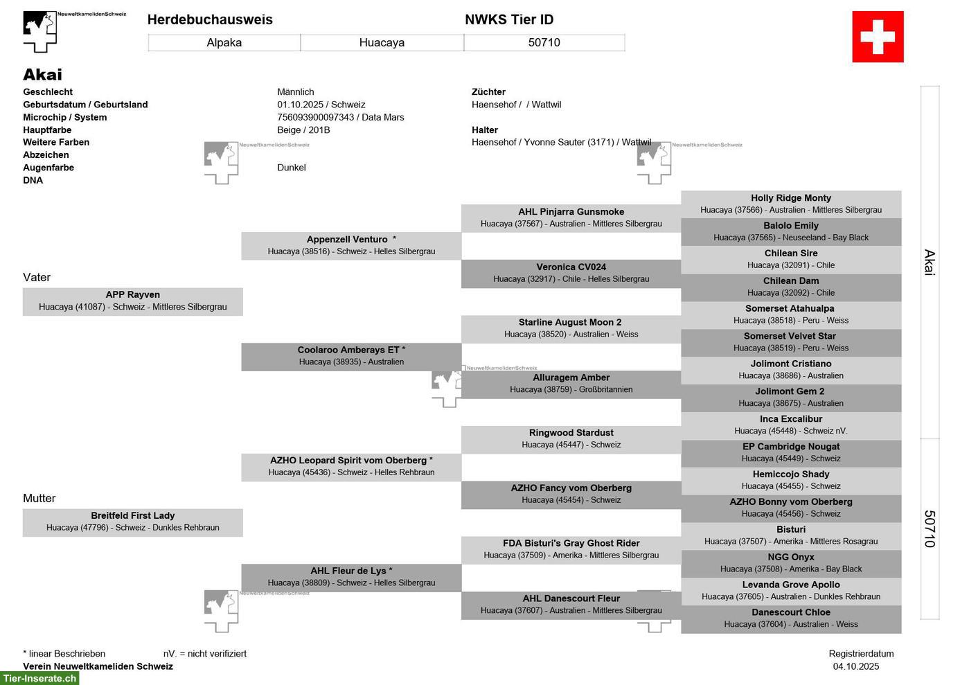 Bild 6: Huacaya-Alpaka Junghengst "Akai", beige