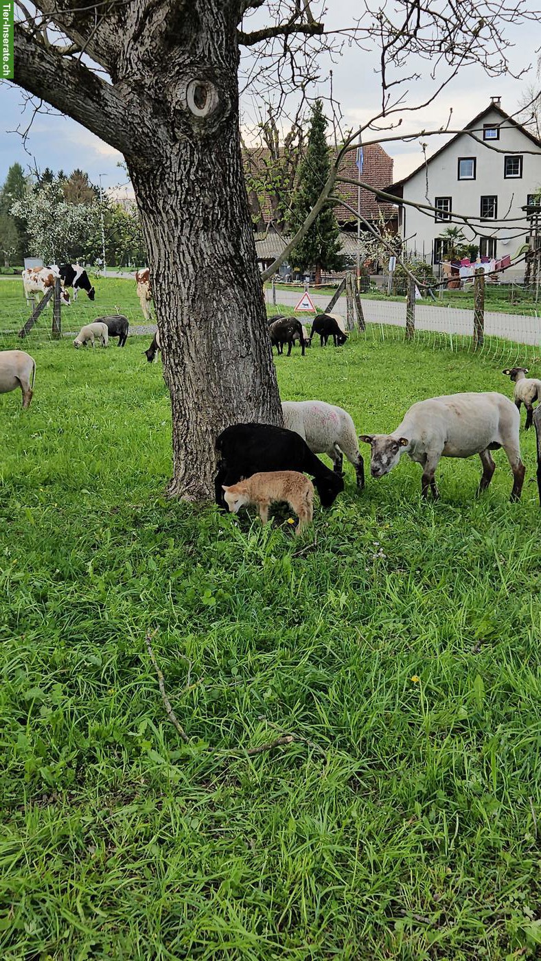 Ouessant Aue GESUCHT als weiteres Herdenmitglied 🐑
