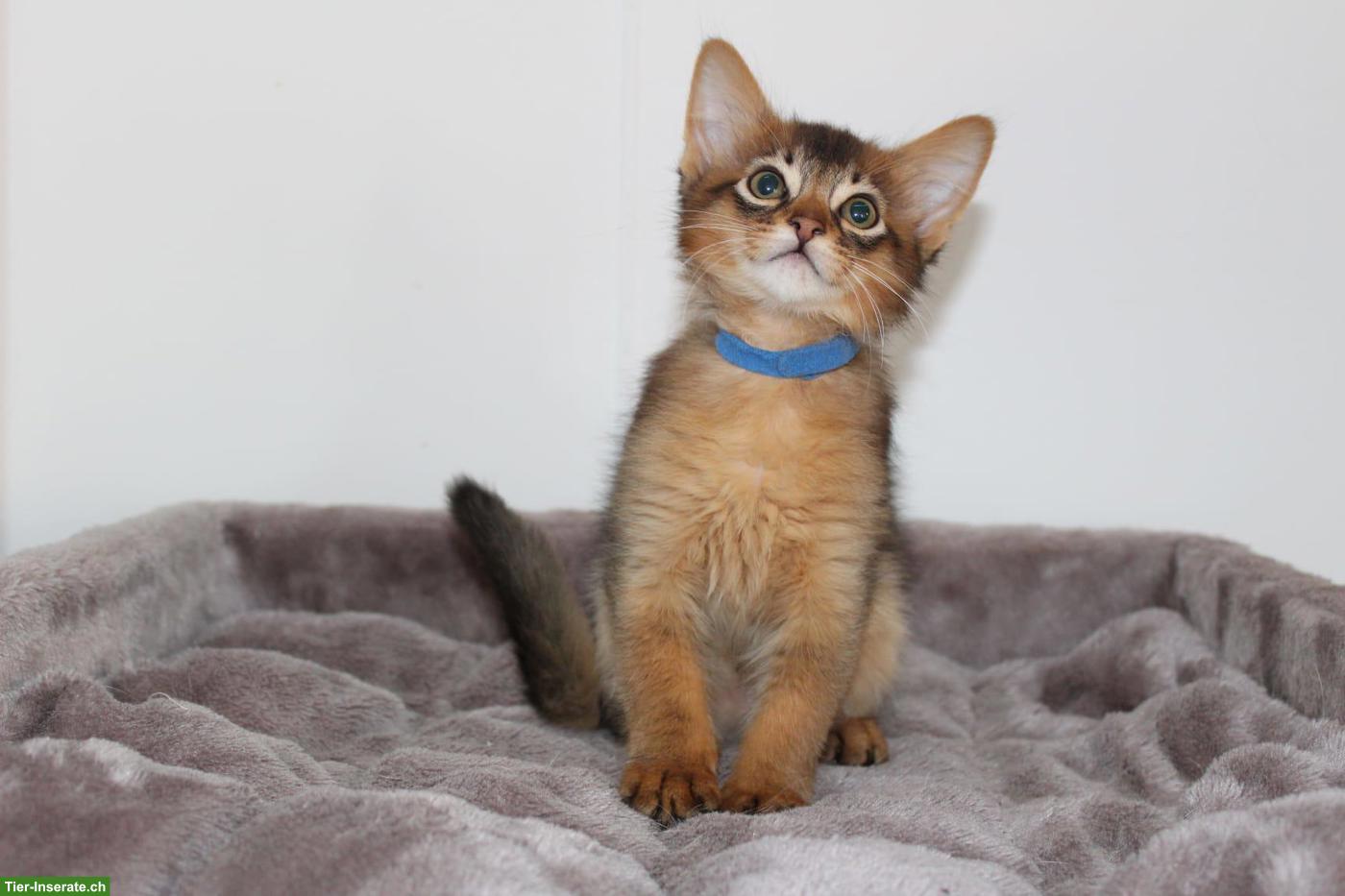 Wunderschöne Somali Kitten mit Stammbaum