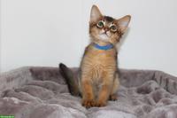 Wunderschöne Somali Kitten mit Stammbaum