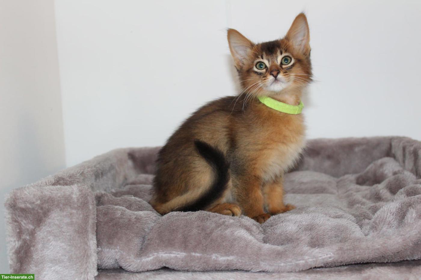 Bild 2: Wunderschöne Somali Kitten mit Stammbaum