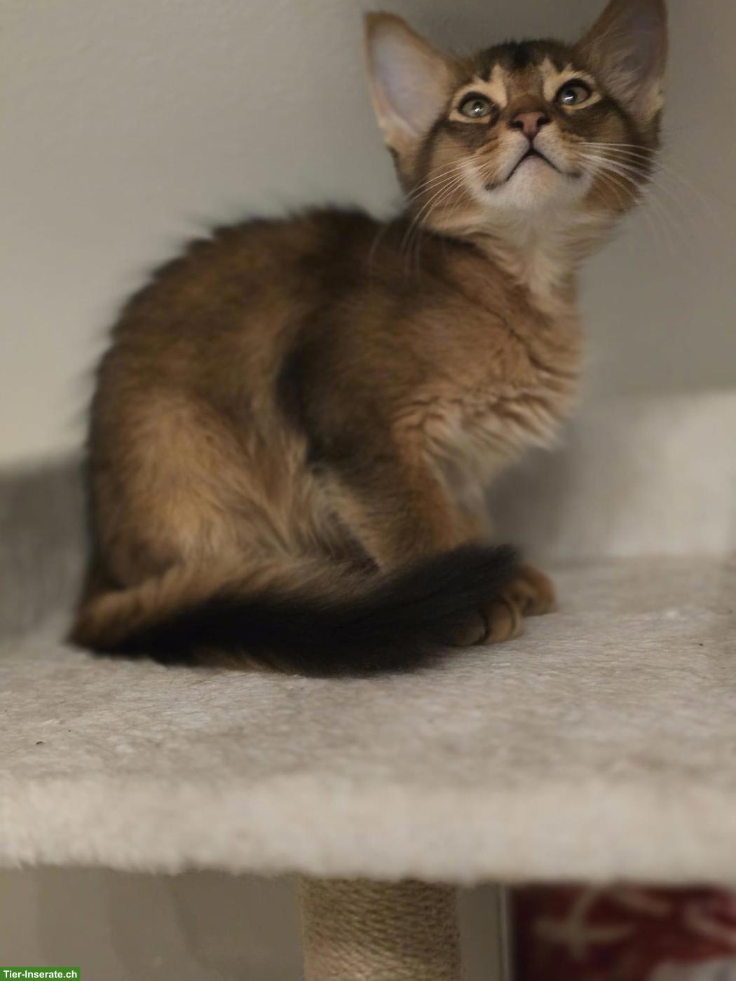 Bild 3: Wunderschöne Somali Kitten mit Stammbaum