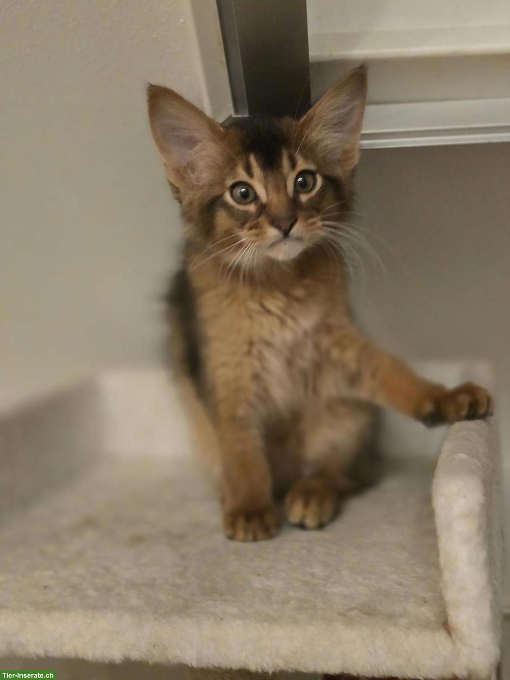 Bild 4: Wunderschöne Somali Kitten mit Stammbaum