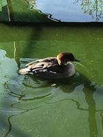 Zwergsäger & Halsringenten Weibchen suchen neues Zuhause