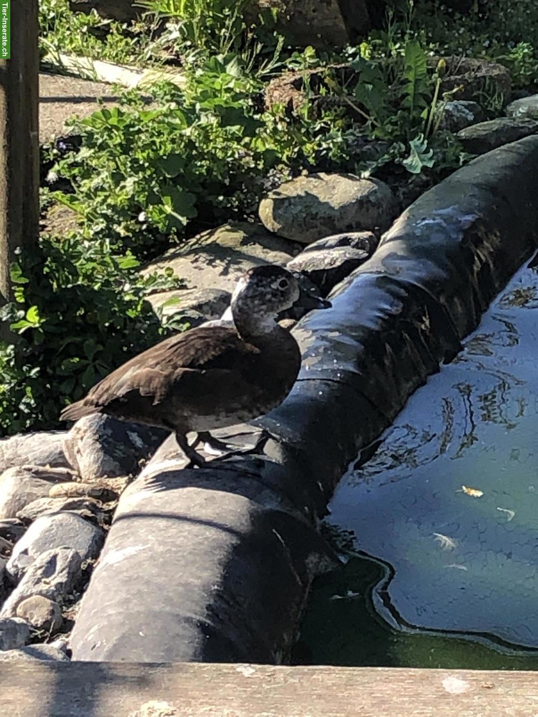 Bild 3: Zwergsäger & Halsringenten Weibchen suchen neues Zuhause