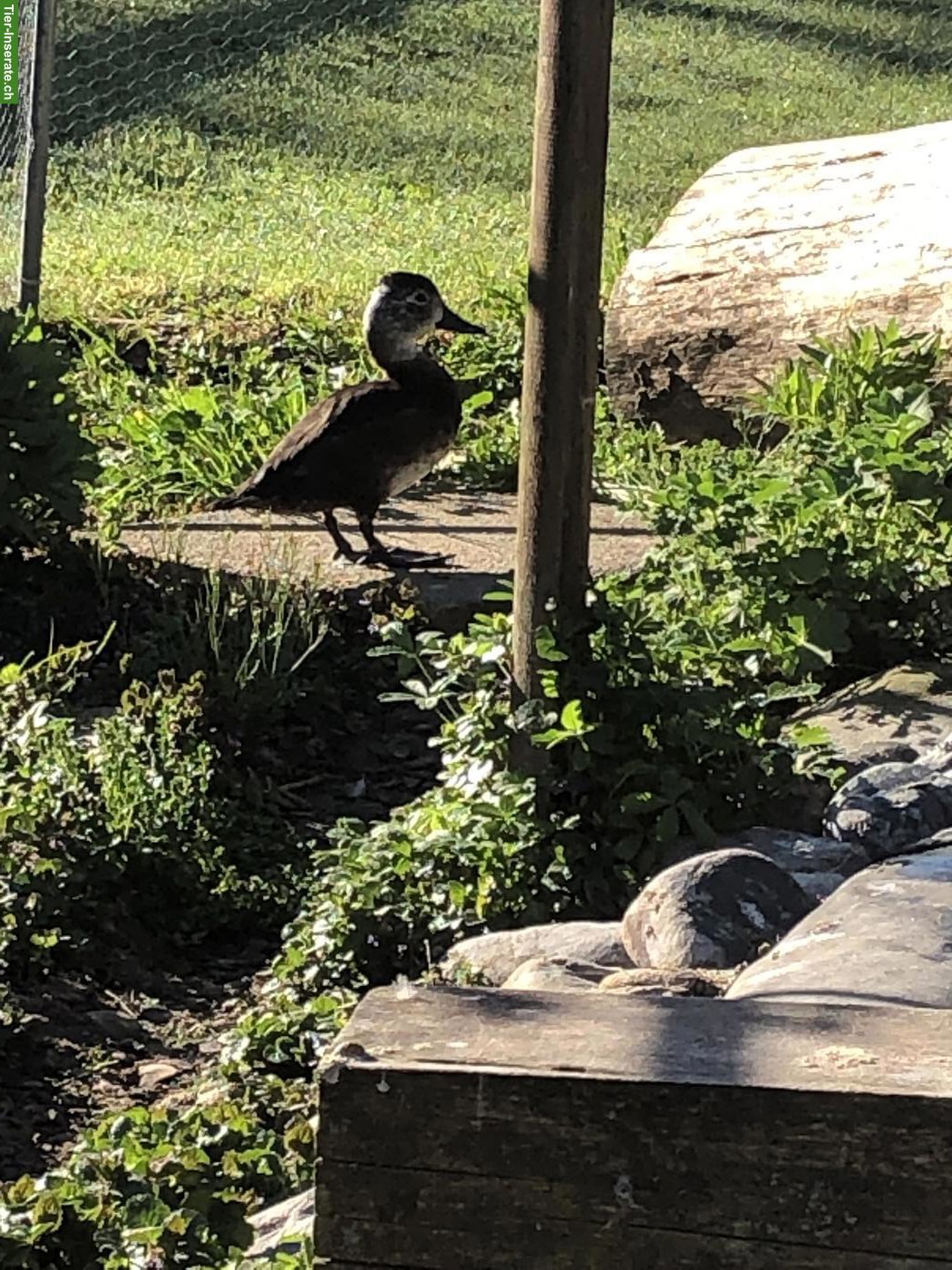 Bild 4: Zwergsäger & Halsringenten Weibchen suchen neues Zuhause