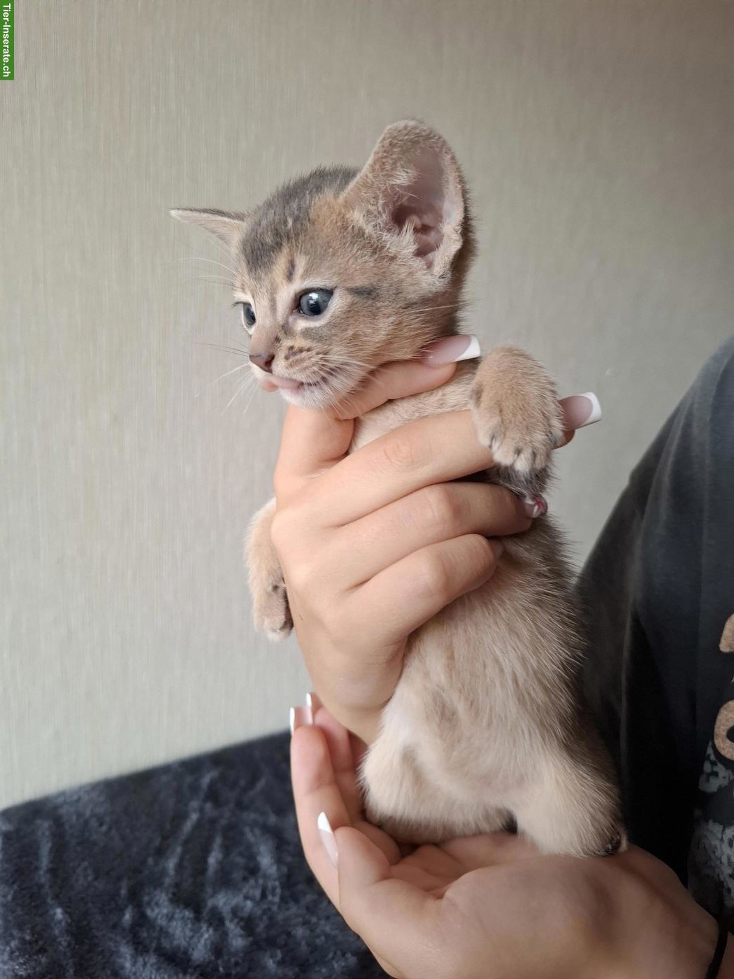 Bezaubernde Abessinier Kitten in blau aus Hobbyzucht