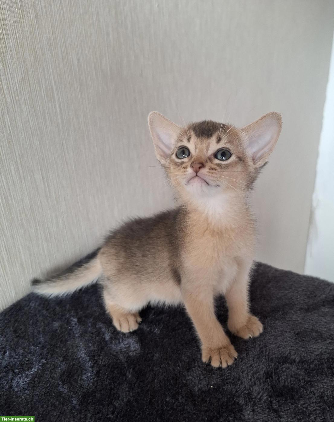 Bild 2: Bezaubernde Abessinier Kitten in blau aus Hobbyzucht