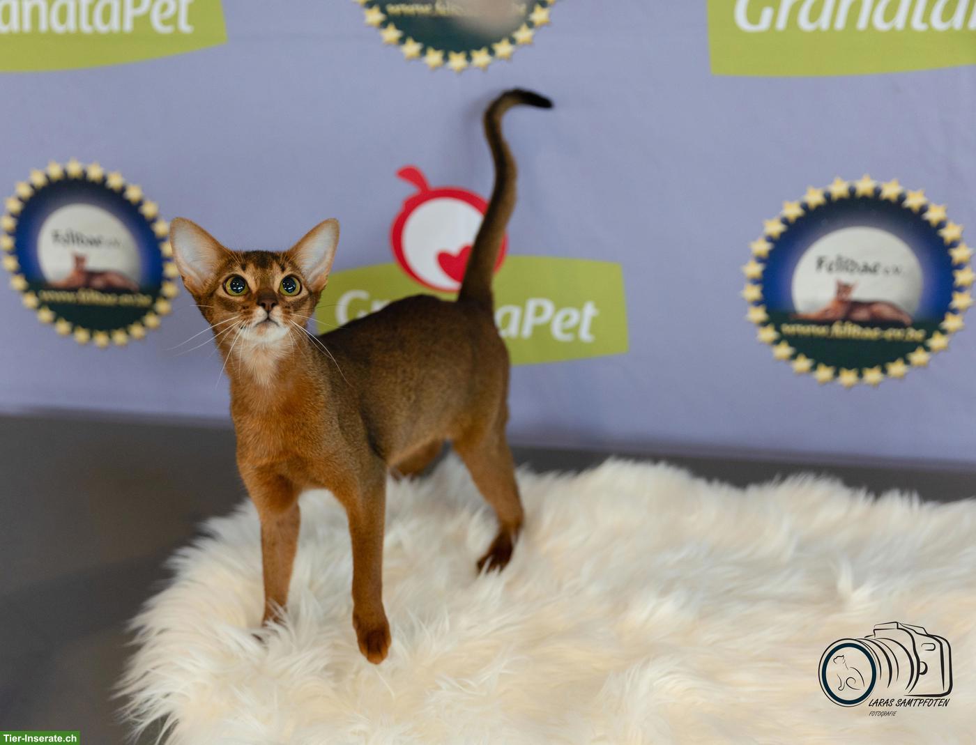 Bild 3: Bezaubernde Abessinier Kitten in blau aus Hobbyzucht