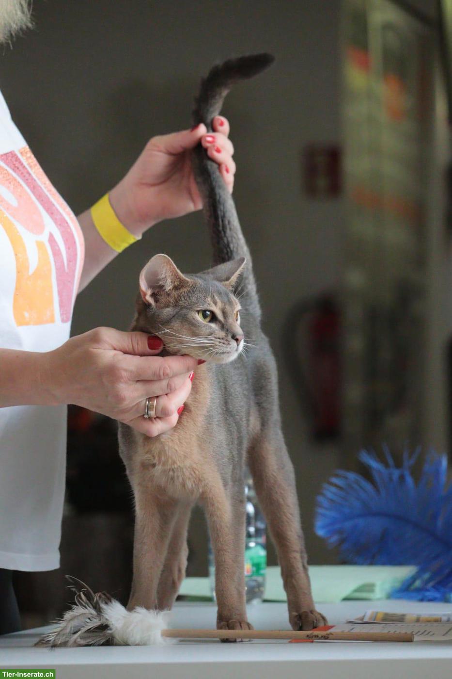 Bild 4: Bezaubernde Abessinier Kitten in blau aus Hobbyzucht