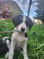 Border Collie x Australian Shepherd Welpen