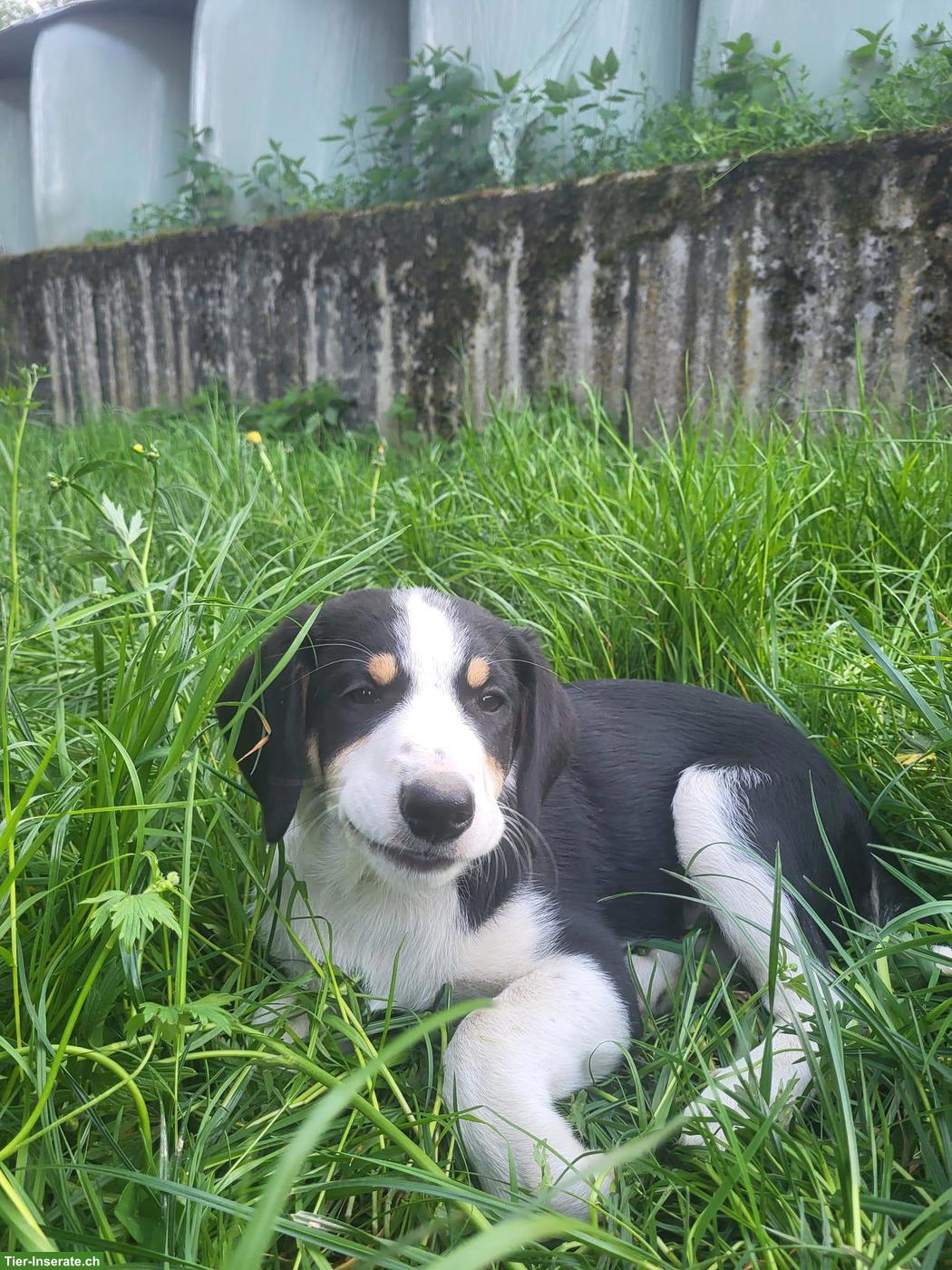 Bild 2: Border Collie x Australian Shepherd Welpen