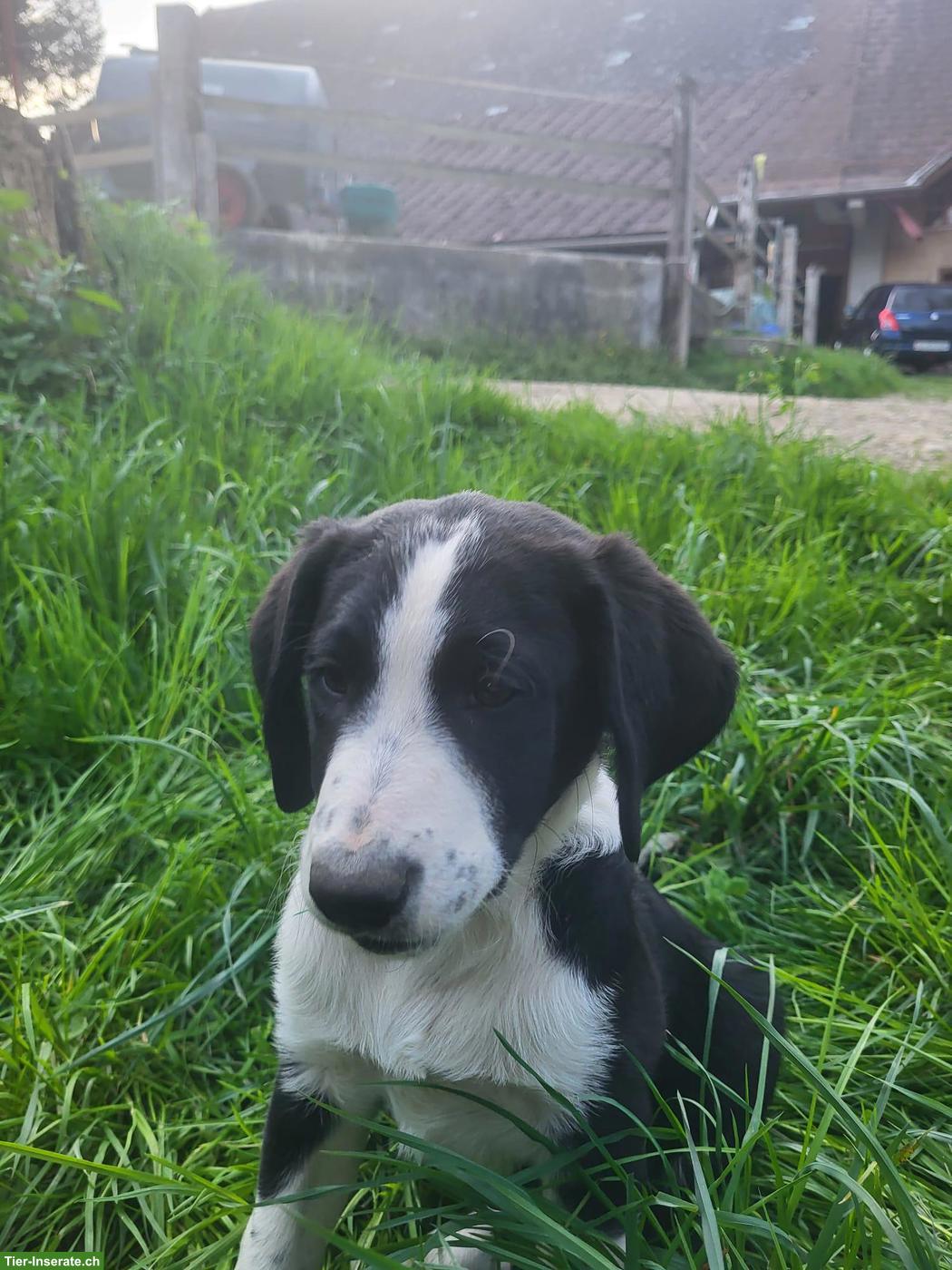 Bild 3: Border Collie x Australian Shepherd Welpen