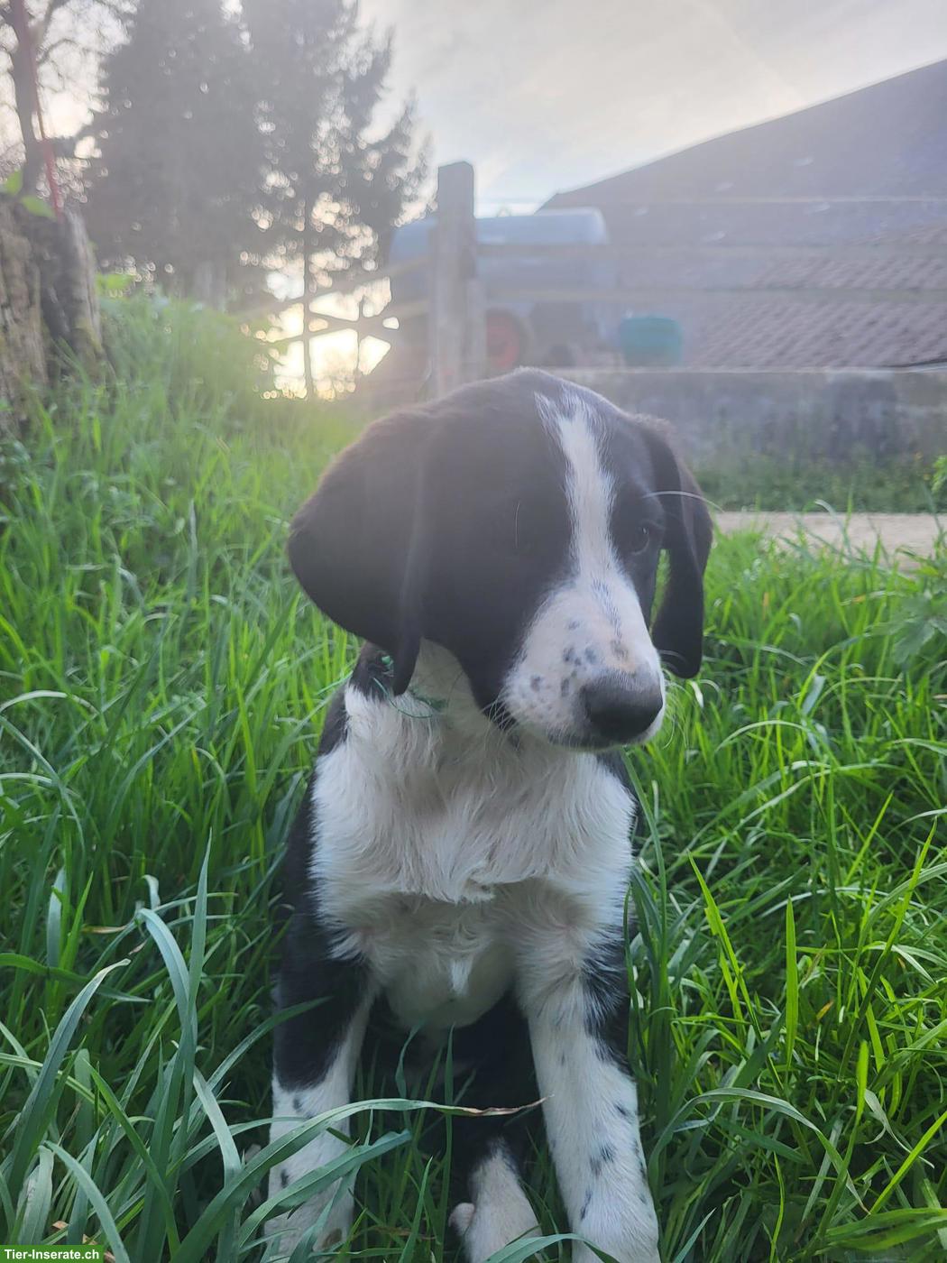 Bild 4: Border Collie x Australian Shepherd Welpen