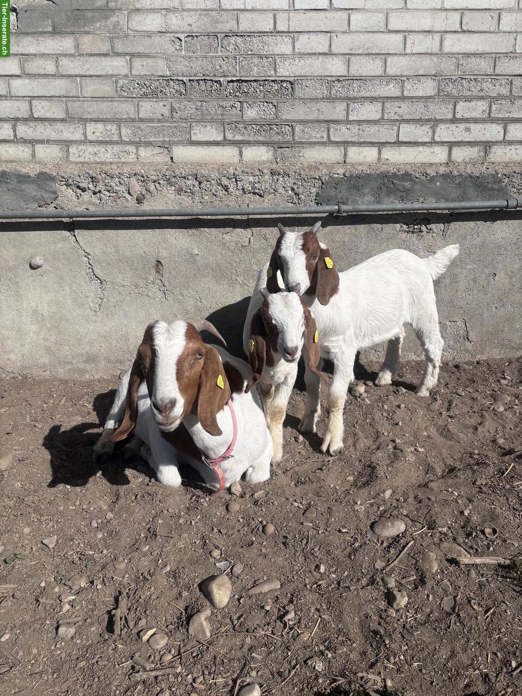 Burenziegen Familie zu verkaufen