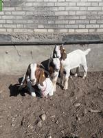 Burenziegen Familie zu verkaufen