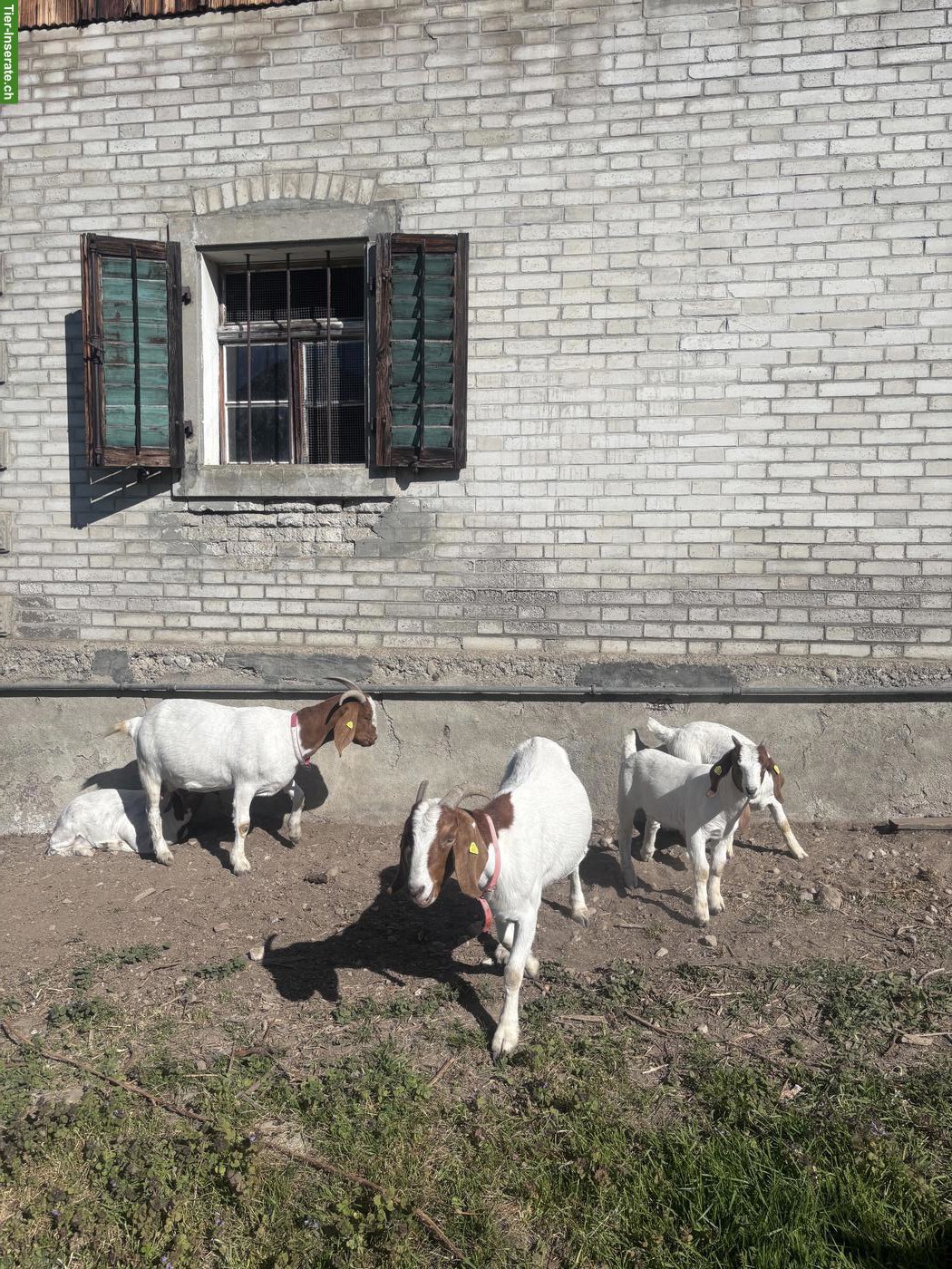 Bild 2: Burenziegen Familie zu verkaufen