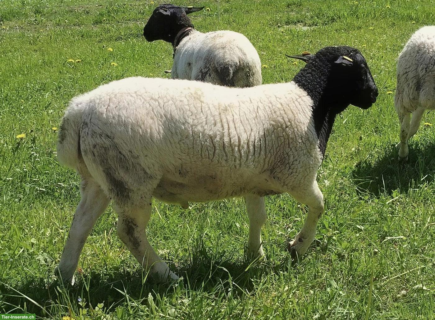 Junger Dorperschaf-Widder zu verkaufen