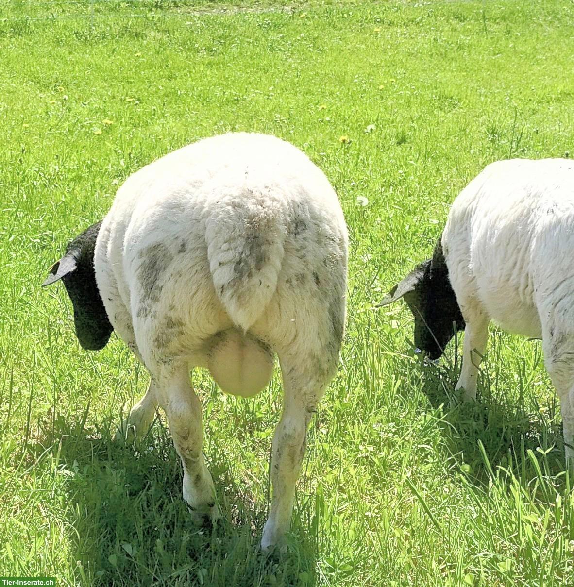 Bild 2: Junger Dorperschaf-Widder zu verkaufen