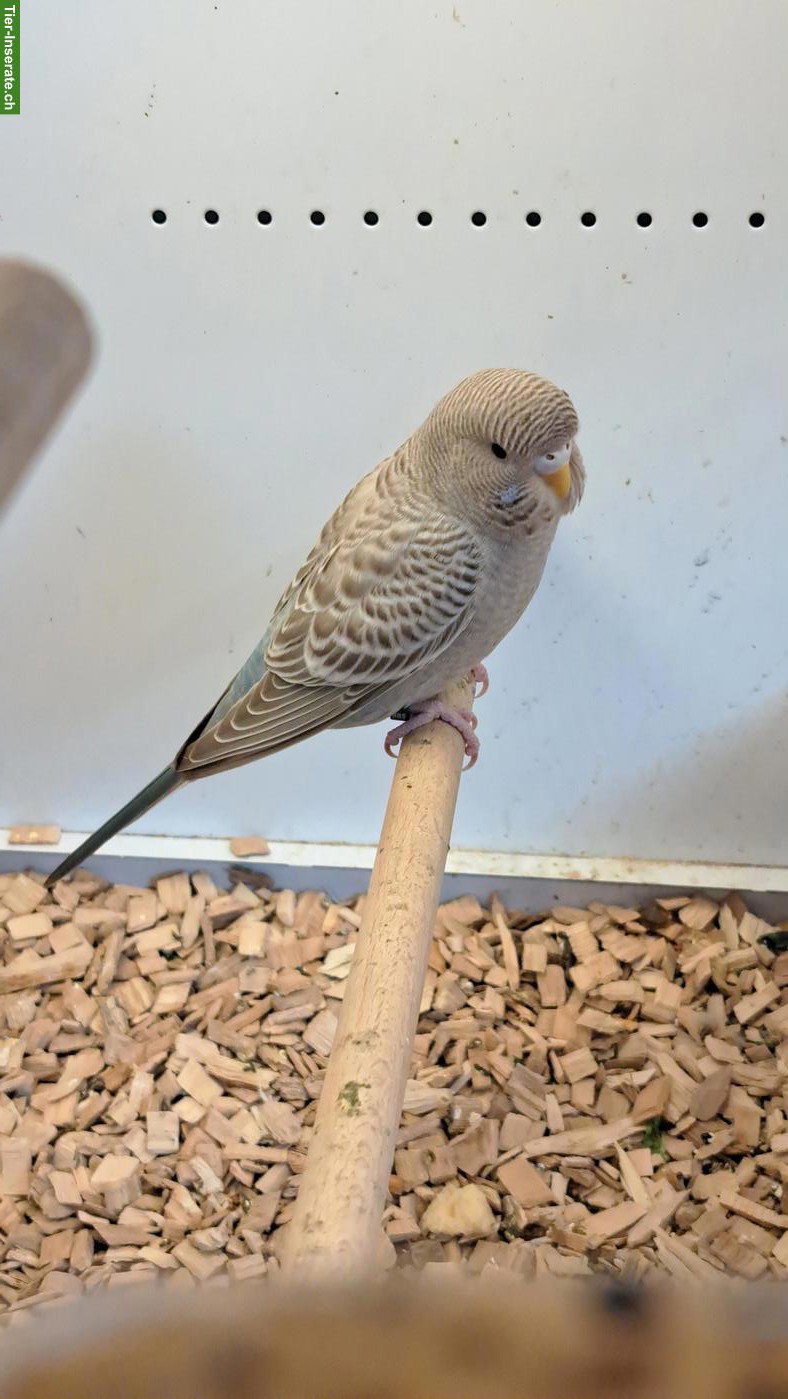 Blackface Wellensittiche, Cinnamon-Blau und Grün