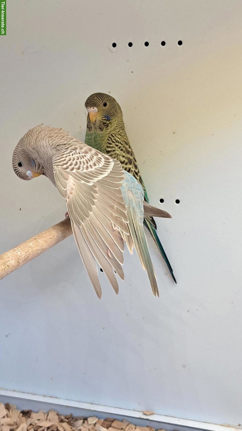 Bild 3: Blackface Wellensittiche, Cinnamon-Blau und Grün