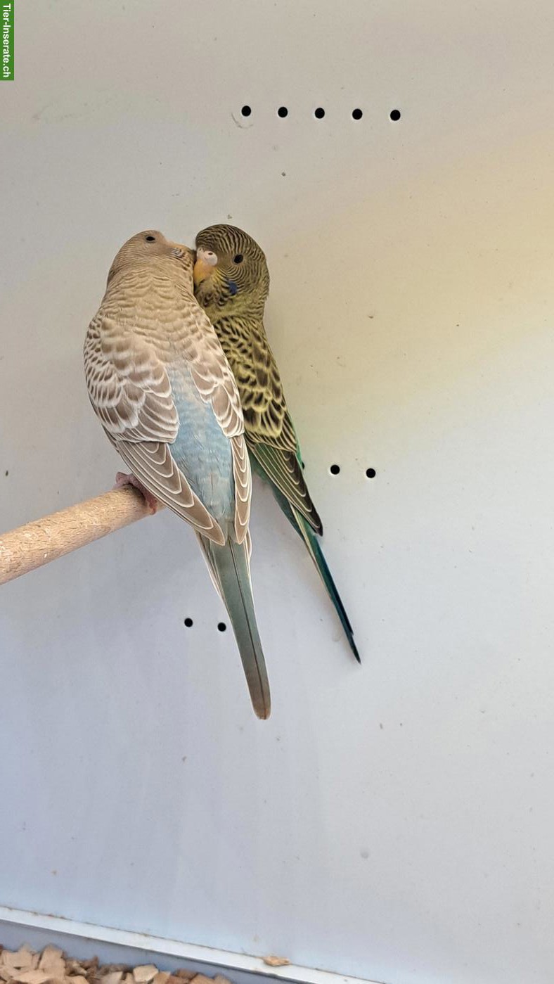 Bild 4: Blackface Wellensittiche, Cinnamon-Blau und Grün