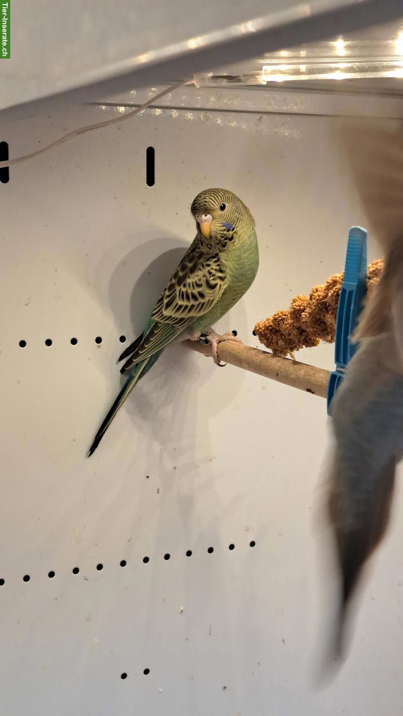 Bild 5: Blackface Wellensittiche, Cinnamon-Blau und Grün